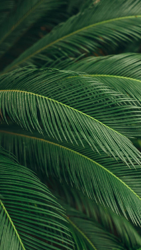 PAIXIN-plant (1) screenshot