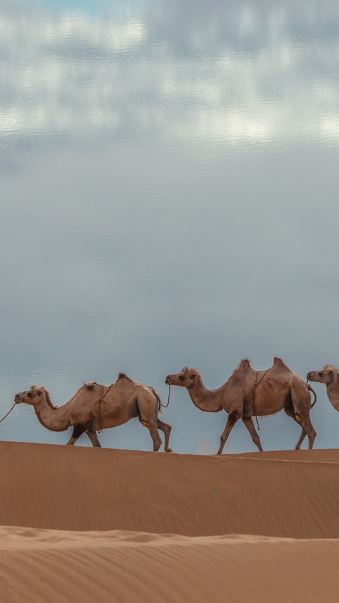 A solitary camel walks in the sandy sea screenshot
