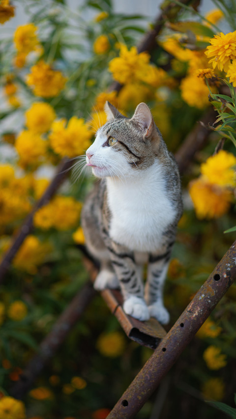 Cat Standing in The Flowers And Looking to The Side screenshot