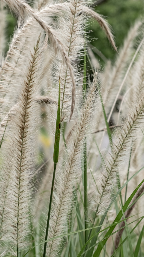 Foxtail grass screenshot