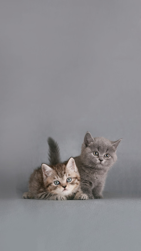Two British Shorthair Kittens screenshot
