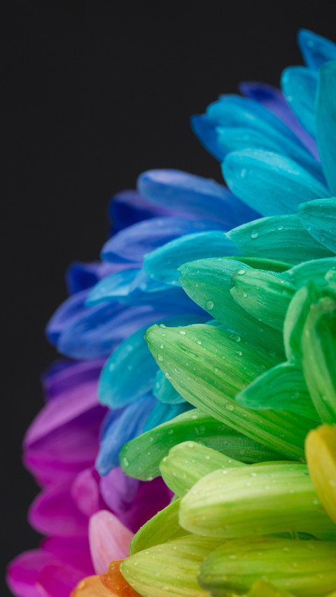 Rainbow Flower Isolated on Black Background screenshot