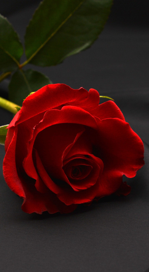 Red Roses (12) screenshot