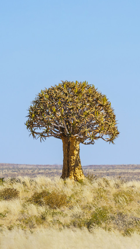 Incredible trees screenshot
