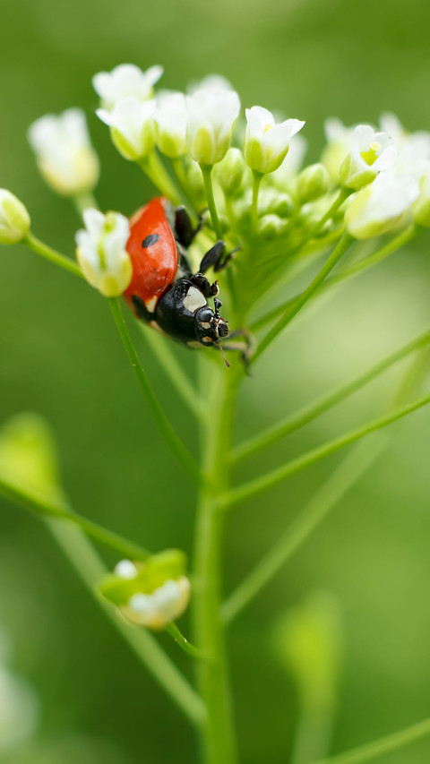 Color insects-02 screenshot