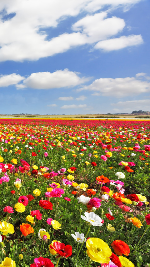Magnificent flower fields screenshot
