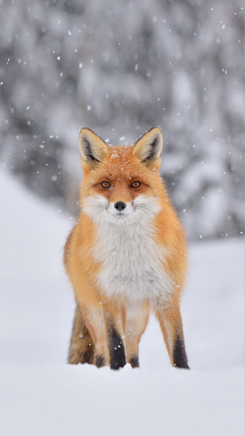 Red fox in the snowfall and natural winter environmental screenshot
