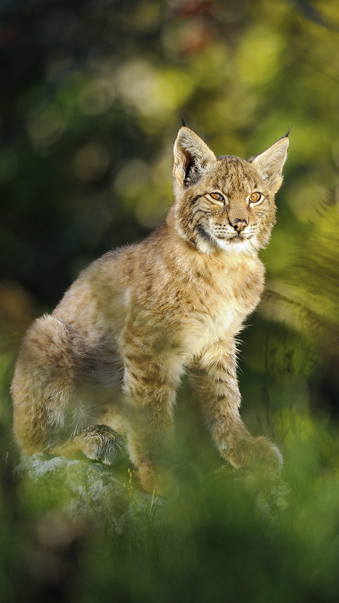 Eurasian Lynx in Forest screenshot