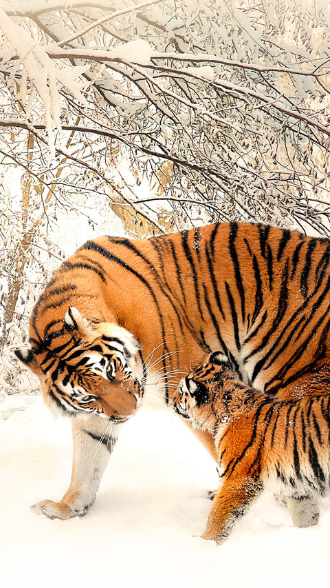 tiger (5) screenshot