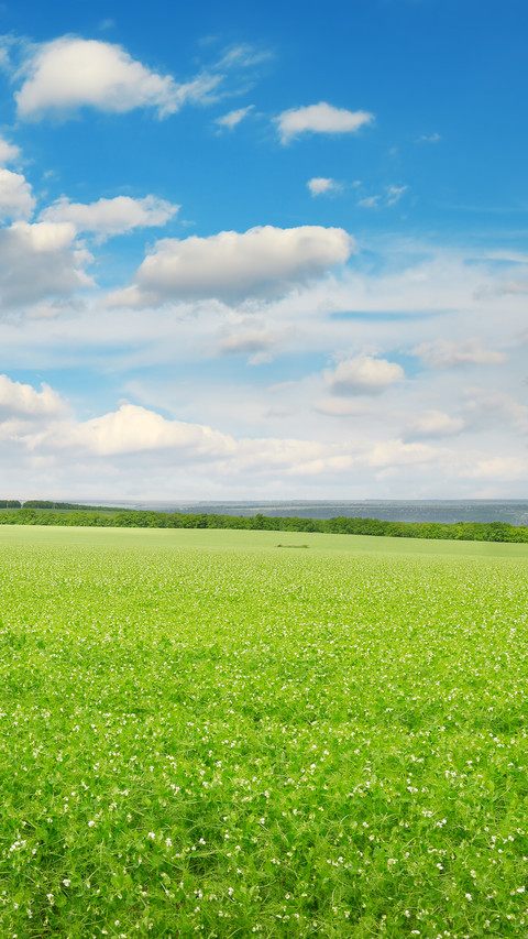 Green eye protection prairie wallpaper screenshot