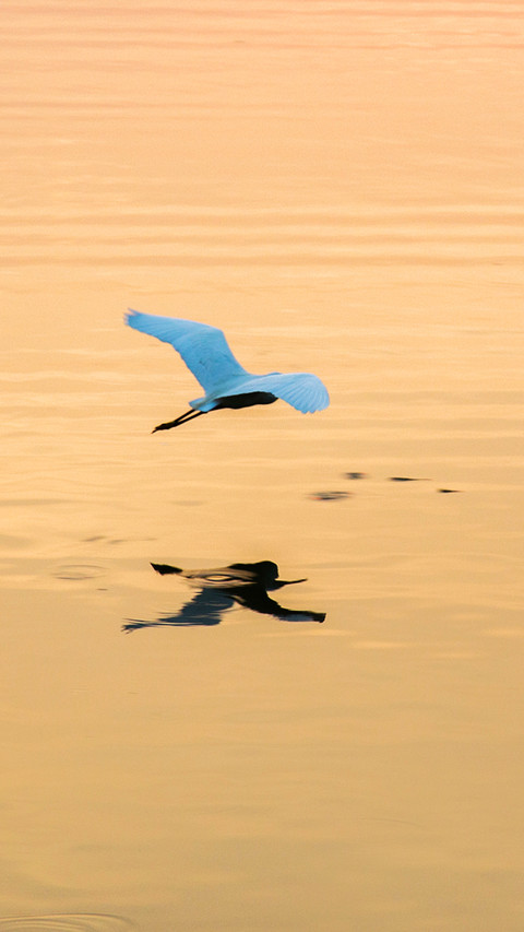 Bird screenshot
