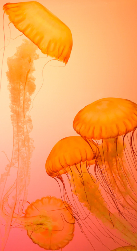 Underwater (7) screenshot