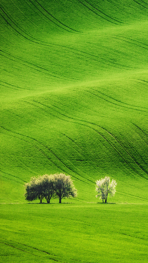 Field Waves with Blossoming Trees in Spring screenshot
