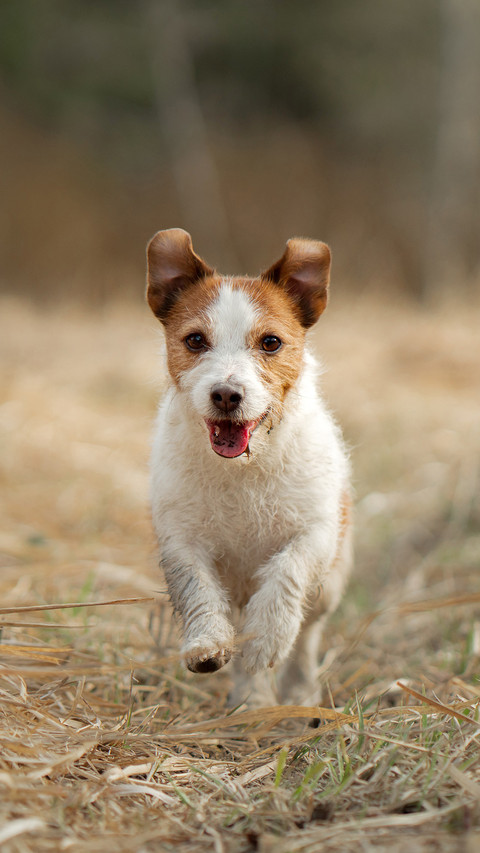 Dog screenshot
