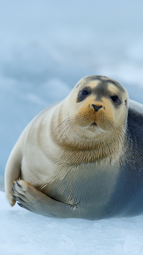 Cute Seal in Ice screenshot