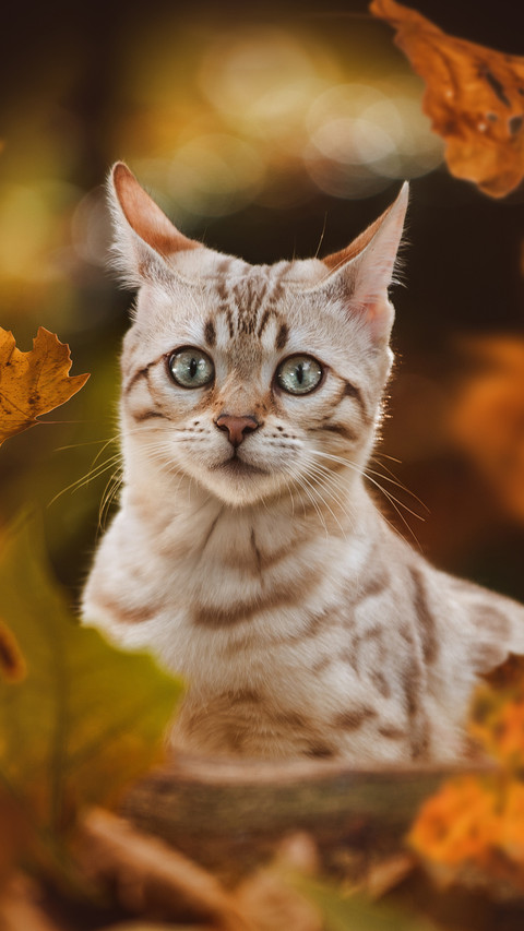 Cat (8) screenshot