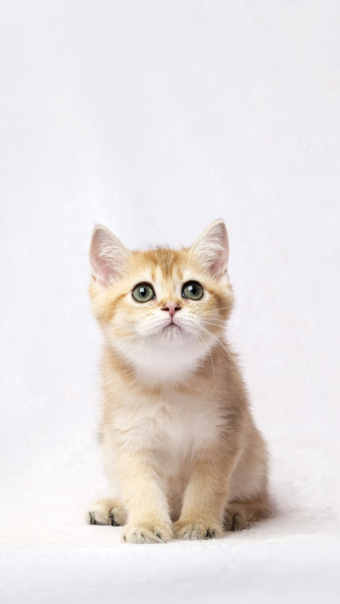 The British Shorthair Cat in room screenshot