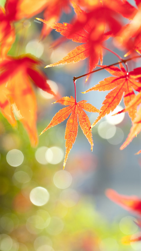 The deep autumn in the eyes of ancient people screenshot