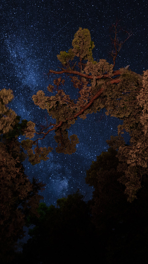 星夜茫茫 screenshot