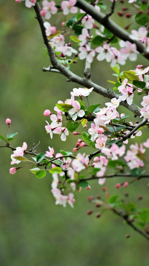 The large cluster of lake begonia screenshot