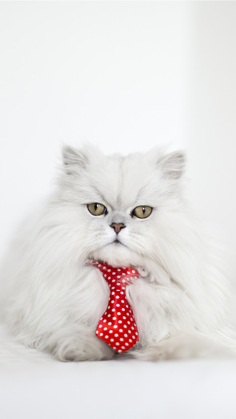 High cold 1 cannot be rejected the appeal of the cat screenshot