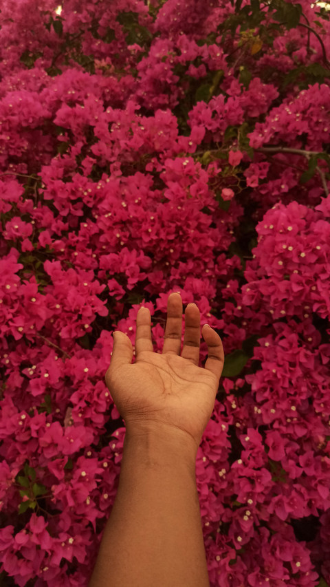 bougainvillea screenshot