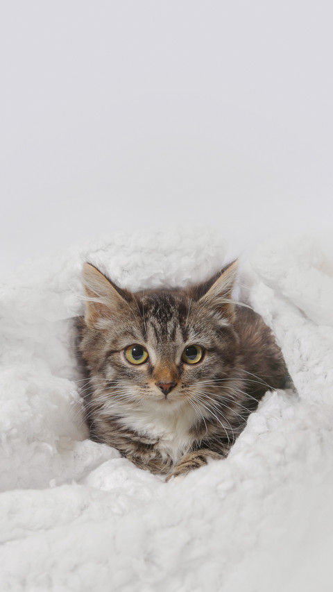 Kitten Lying on a Blanket on a White Background screenshot