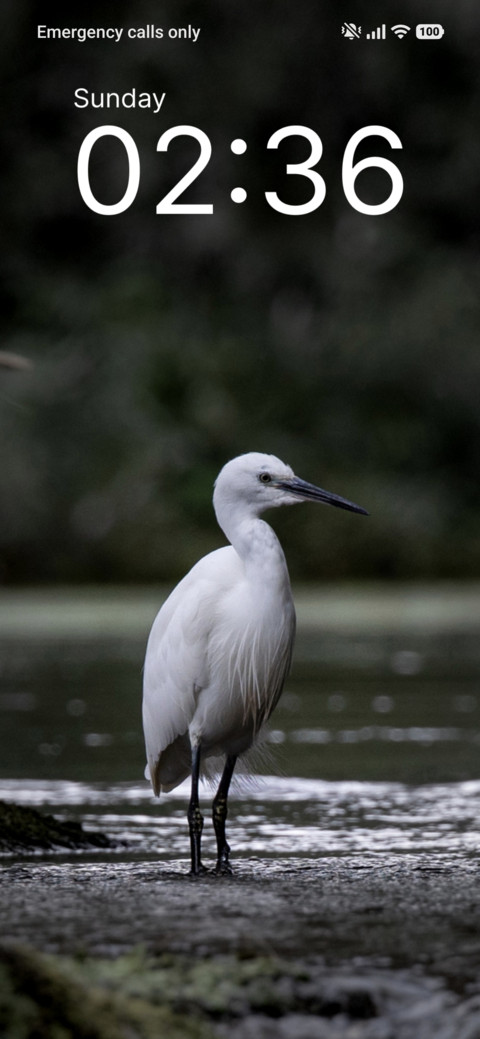 Snow Heron screenshot
