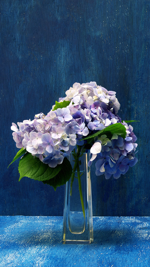 Recommended Flowers with High Beauty and Good Care 4 screenshot