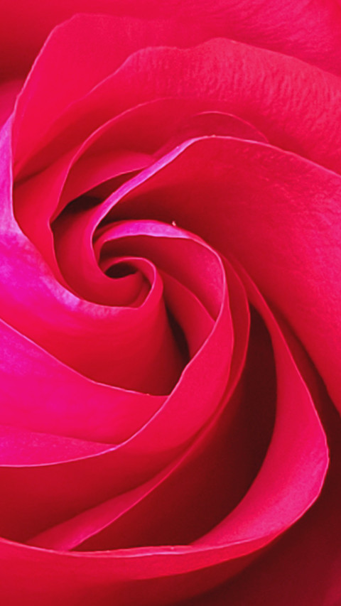 A red rose France screenshot