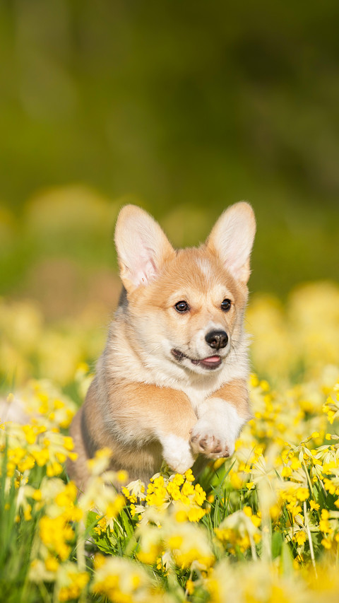 Pembroke Welsh Corgi Puppy Running on the Field with Flowers screenshot