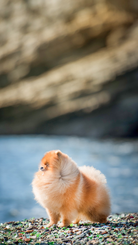 Pomeranian dog screenshot