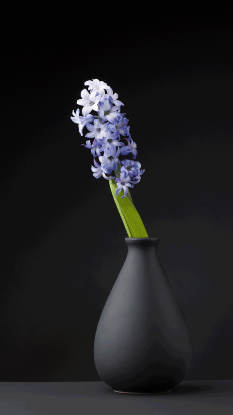 Still life of plants screenshot