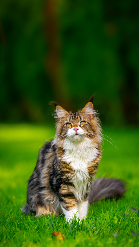Longhair Cat Standing on Lawn Outdoors in Garden screenshot