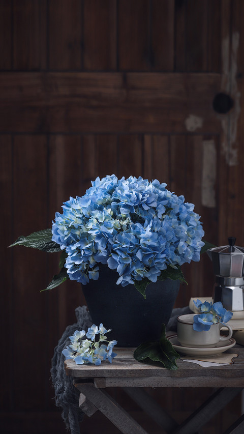 Blooming blue hydrangeas screenshot