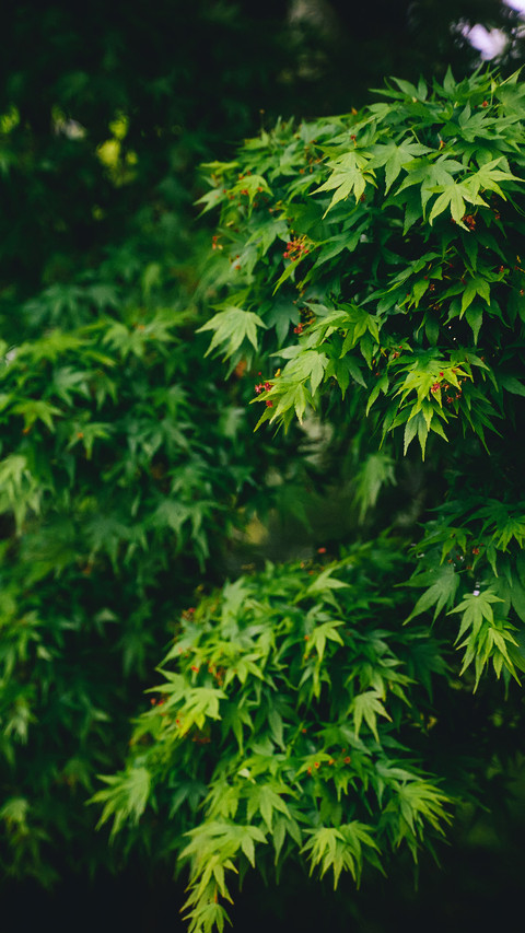 Grandmother green maple leaves screenshot