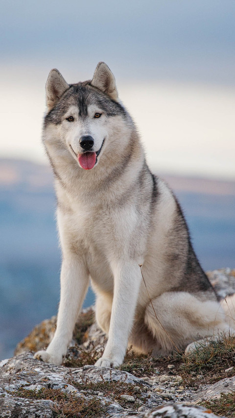 Dog screenshot