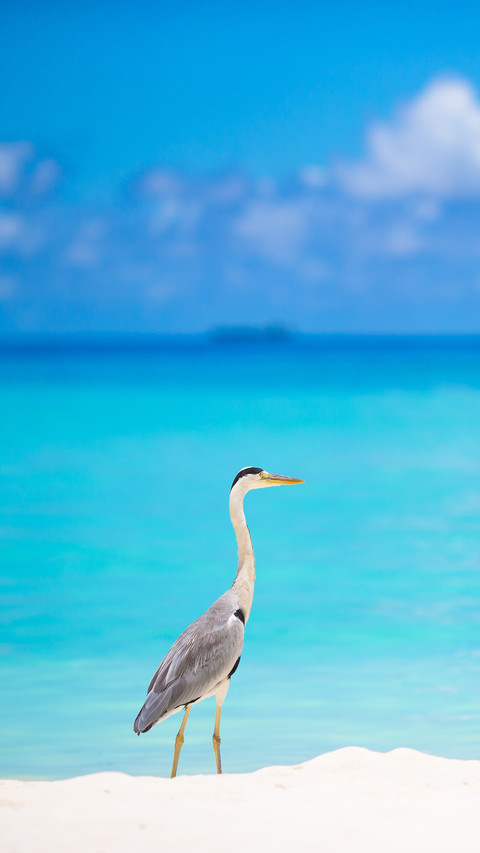 Grey heron standing on white beach on Maldives island screenshot