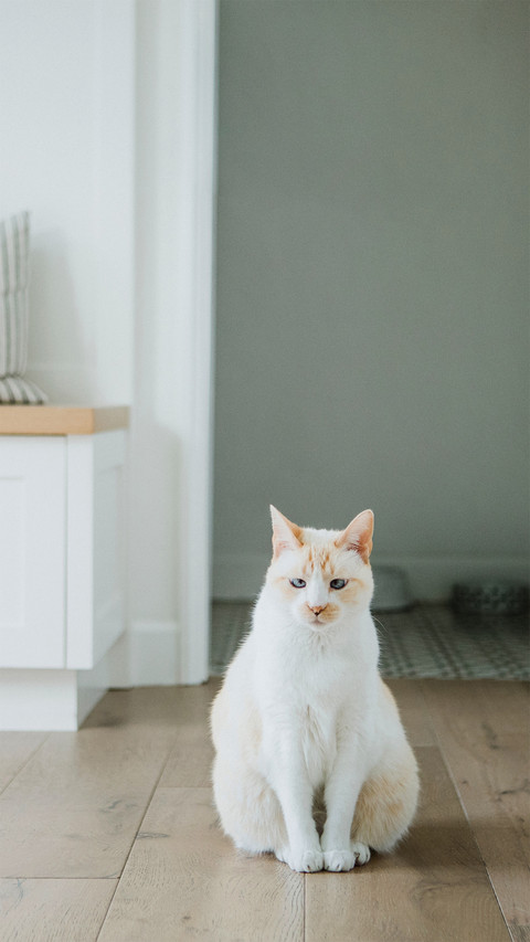 Cat Sitting on The Floor of The Room screenshot