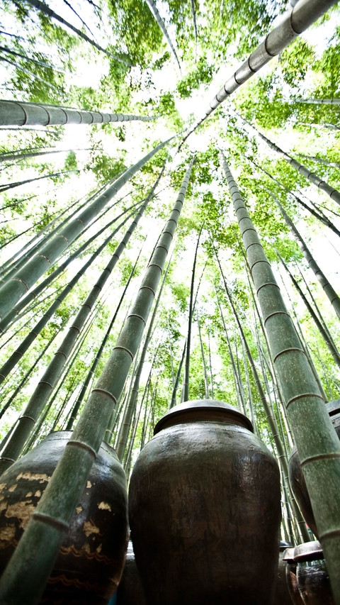 Bamboo screenshot