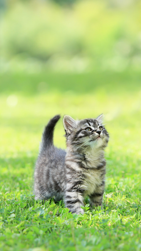 Cute Little Cat on the Grass Looking Up screenshot