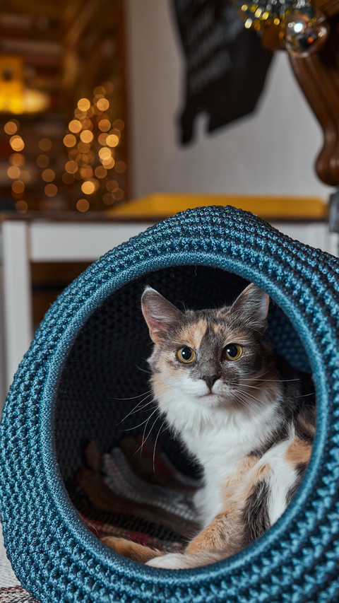 Cute pet-07 screenshot