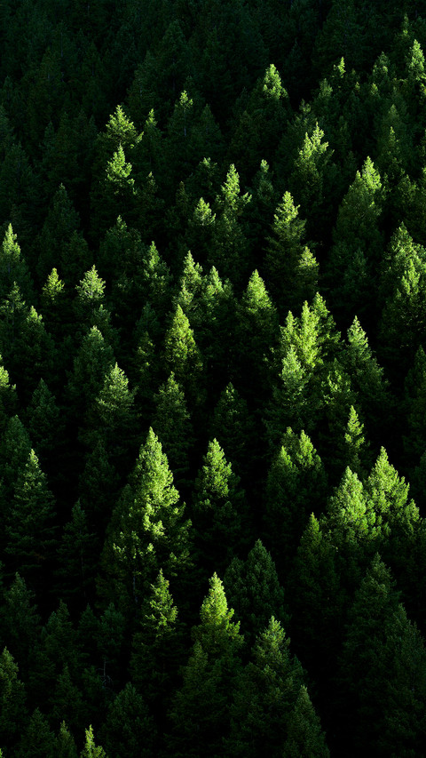 Green eye protection wallpaper screenshot