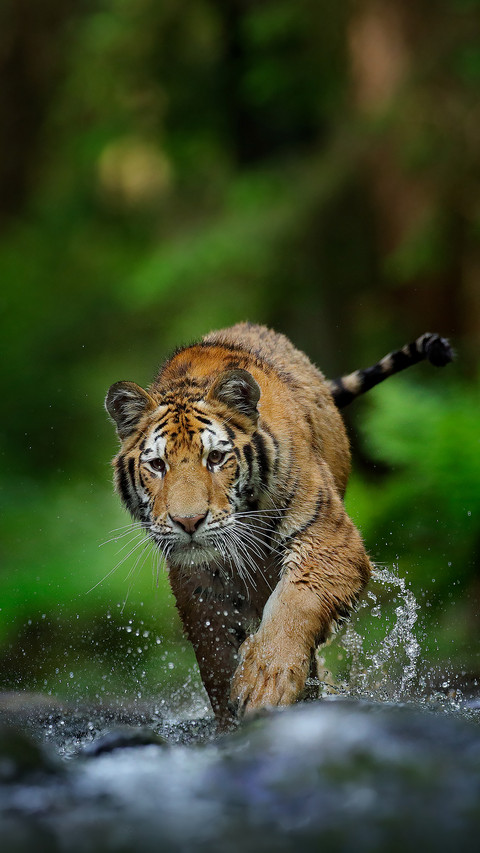 Cute animals-0 screenshot
