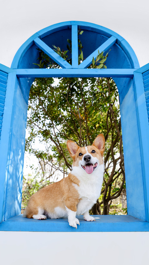 The corgi on the blue windowsill screenshot