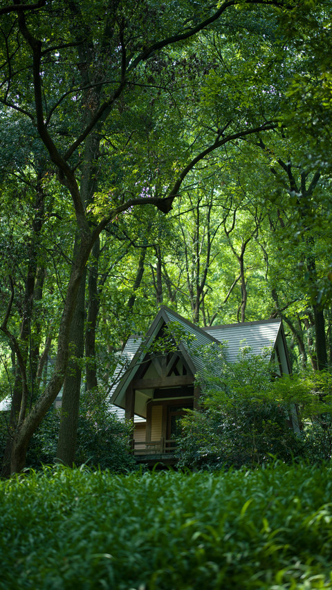 The wooden house in the forest is bathed in the shade of screenshot