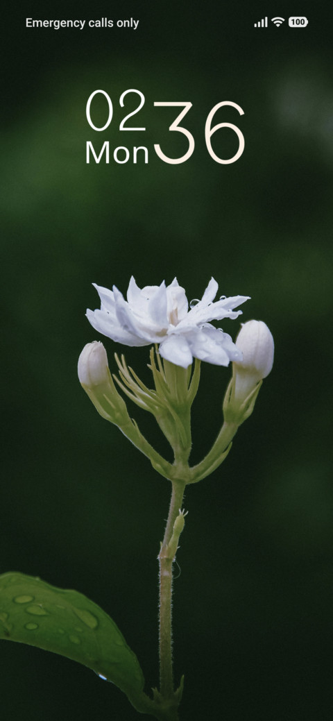 Pearl Blossom screenshot
