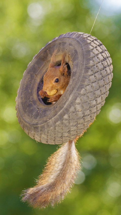 Red pine mouse swinging on the swing screenshot
