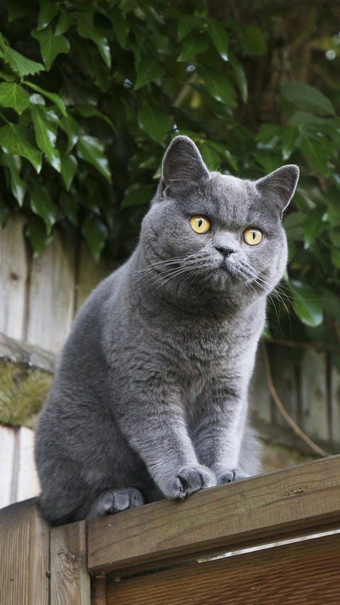 The top ten countries with the most cats in the world screenshot