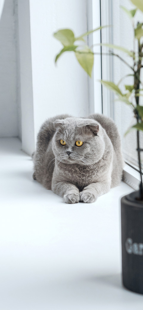 Blue cat-PAIXIN screenshot